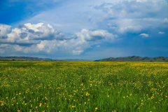 <b>通辽市扎鲁特旗：生态赋能绘就北疆绿色成长新</b>